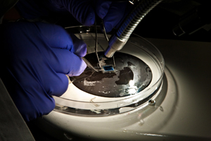 В имплантируемой искусственной почке будут использованы тысячи наноскопических фильтров для удаления токсинов из крови