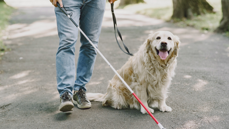 <a href=https://ru.freepik.com/free-photo/guide-dog-helping-blind-man-in-the-city-handsome-blind-guy-have-rest-with-golden-retriever-in-the-city_10165967.htm>Изображение от Prostooleh на Freepik</a>