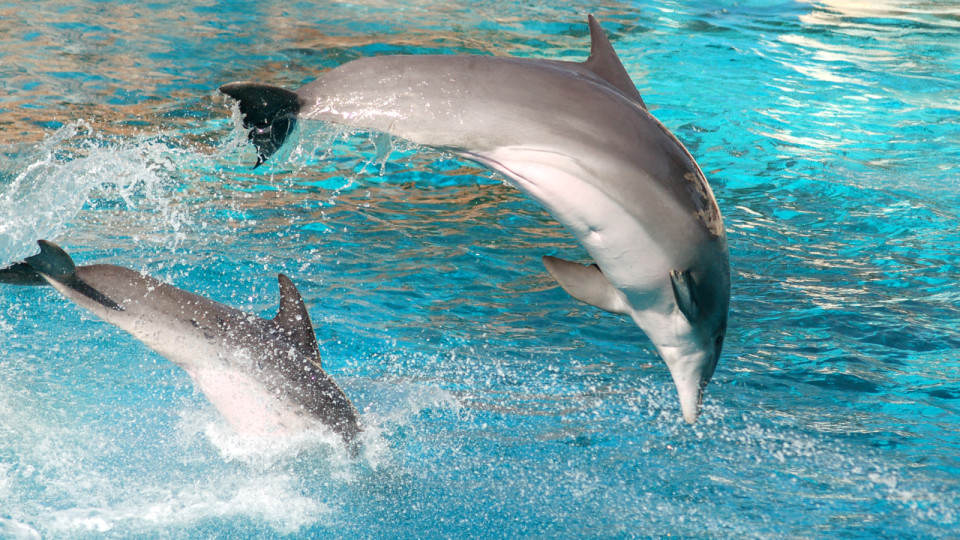 <a href=https://ru.freepik.com/free-photo/dolphin-jumping_906744.htm>Изображение от bedneyimages на Freepik</a>