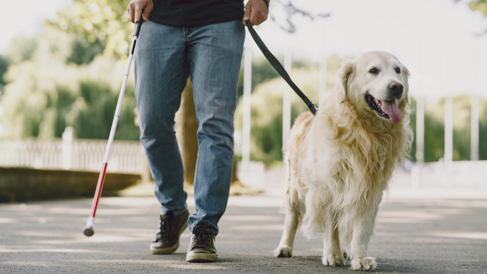 <a href=https://ru.freepik.com/free-photo/guide-dog-helping-blind-man-in-the-city-handsome-blind-guy-have-rest-with-golden-retriever-in-the-city_10165934.htm>Изображение от prostooleh</a> на Freepik