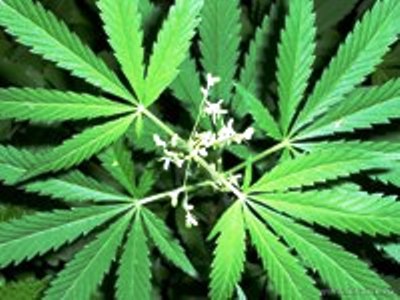 лечение склероза марихуана